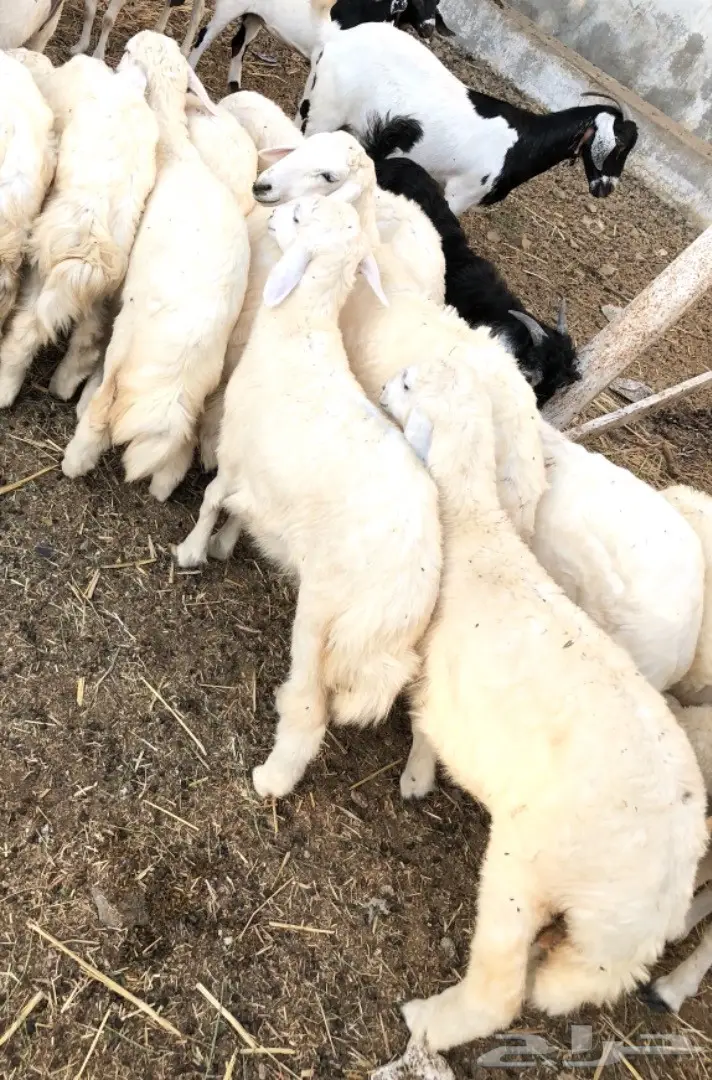 رخال لوز إيطالية سميكة ونظيفة - حالة ممتازة!