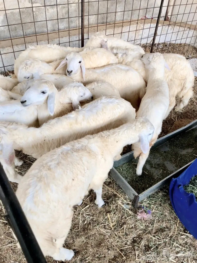 رخال لوز إيطالية سميكة ونظيفة - حالة ممتازة! (image 1)