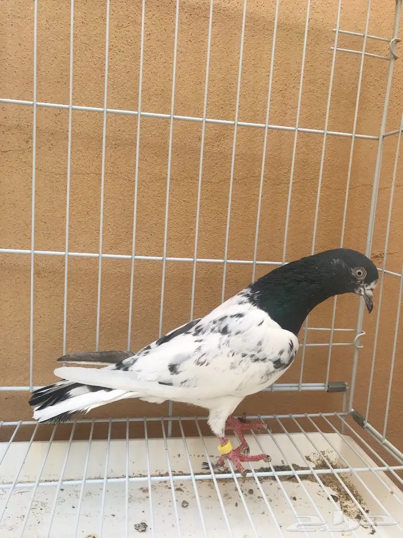 ذكور تيدي (image 1)