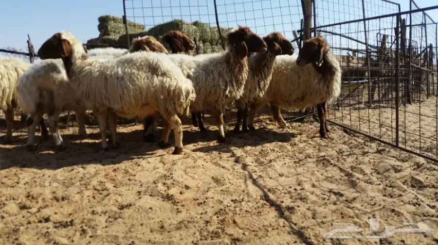 نعيم دفيع (image 1)