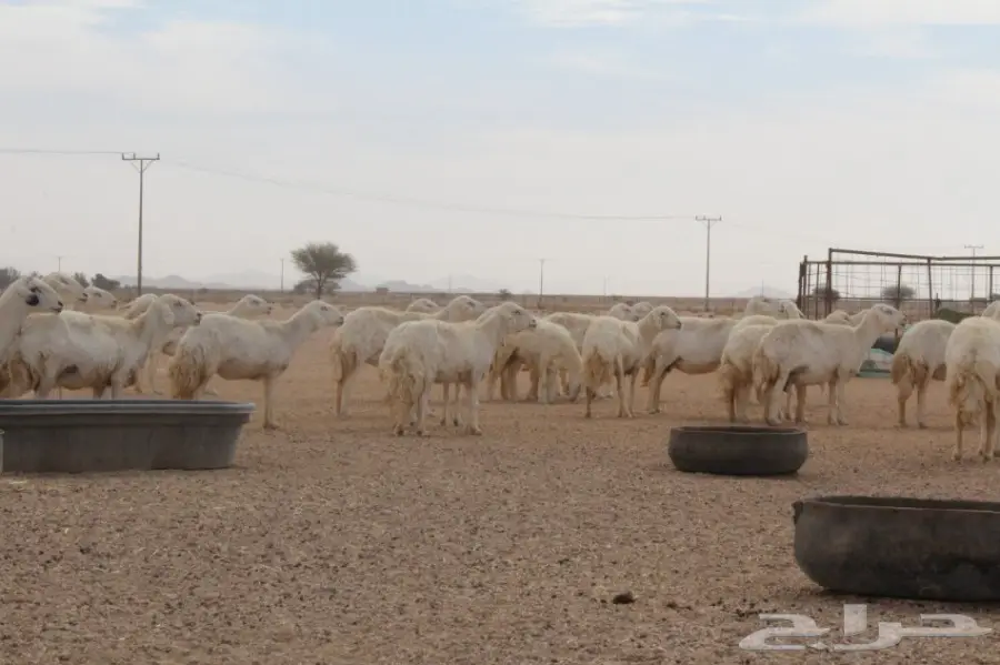 للبيع غنم حريات عددها 280 وتحتها 80 