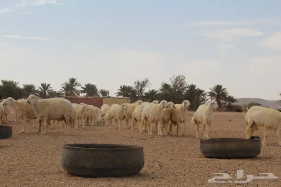 للبيع غنم حريات عددها 280 وتحتها 80  (image 1)
