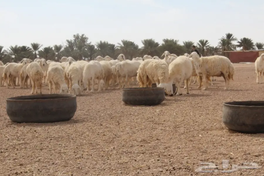 للبيع غنم حريات عددها 280 وتحتها 80  (image 2)
