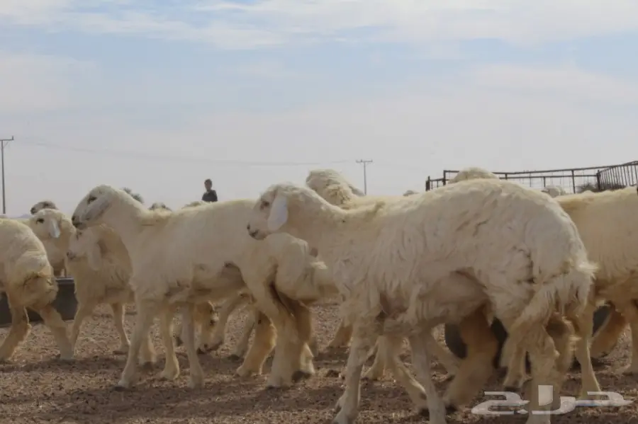 للبيع غنم حريات عددها 280 وتحتها 80  (image 3)