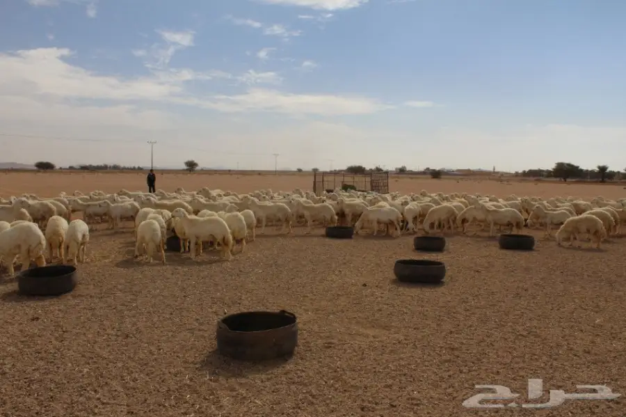 للبيع غنم حريات عددها 280 وتحتها 80  (image 4)