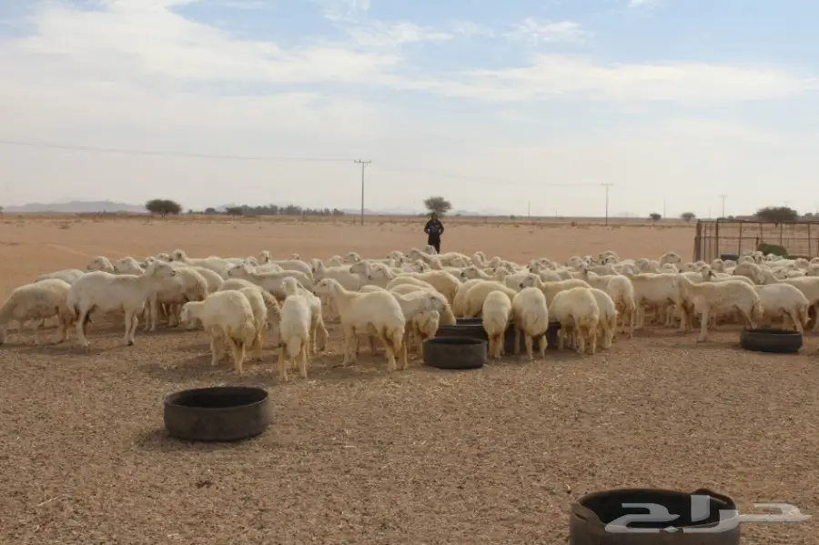 للبيع غنم حريات عددها 280 وتحتها 80  (image 5)