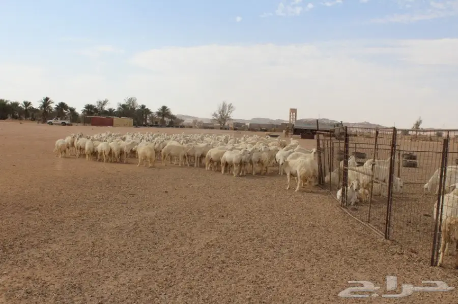 للبيع غنم حريات عددها 280 وتحتها 80  (image 6)