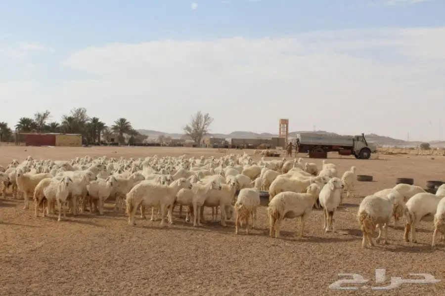 للبيع غنم حريات عددها 280 وتحتها 80  (image 7)