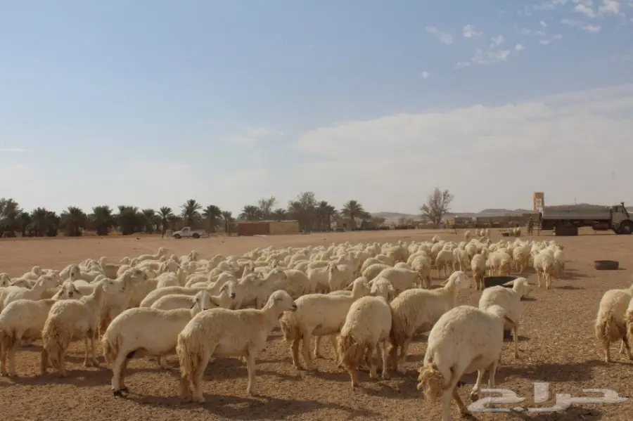 للبيع غنم حريات عددها 280 وتحتها 80  (image 8)