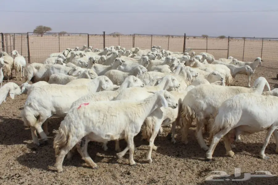 للبيع غنم حريات عددها 280 وتحتها 80  (image 9)