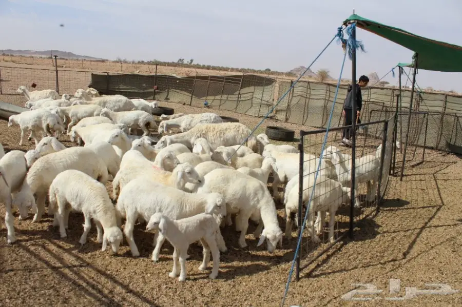 للبيع غنم حريات عددها 280 وتحتها 80  (image 10)