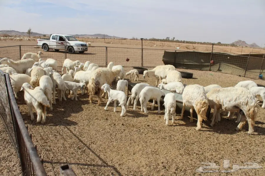 للبيع غنم حريات عددها 280 وتحتها 80  (image 11)