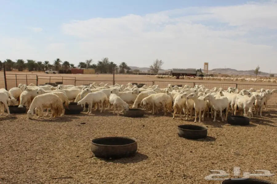 للبيع غنم حريات عددها 280 وتحتها 80  (image 12)