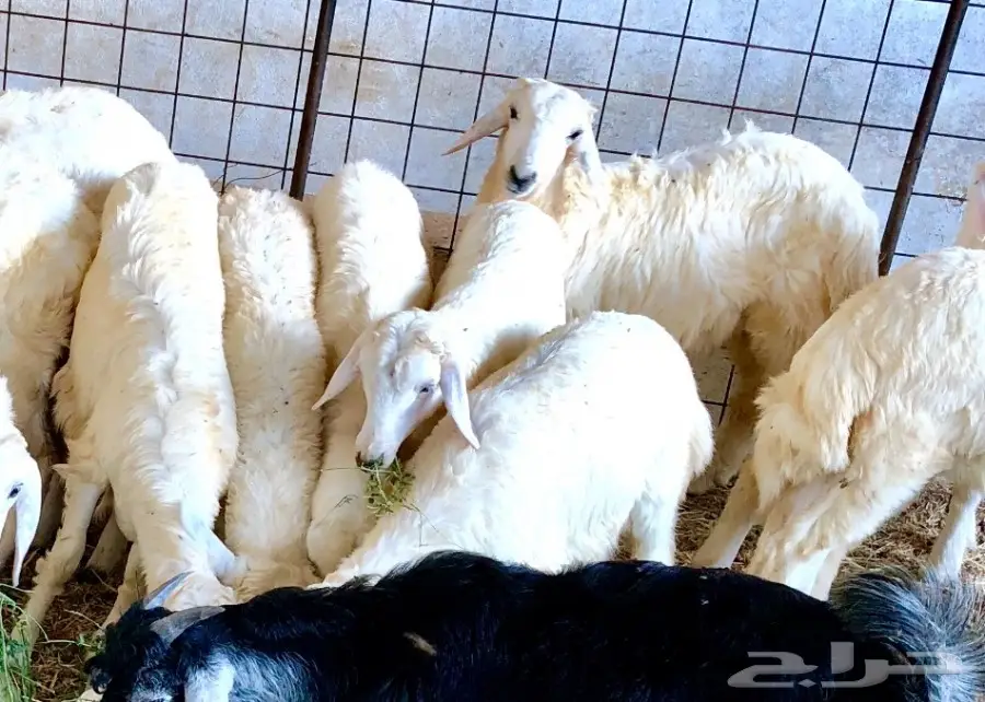 رخال لوز إيطالية سميكة ونظيفة - حالة ممتازة! (image 2)