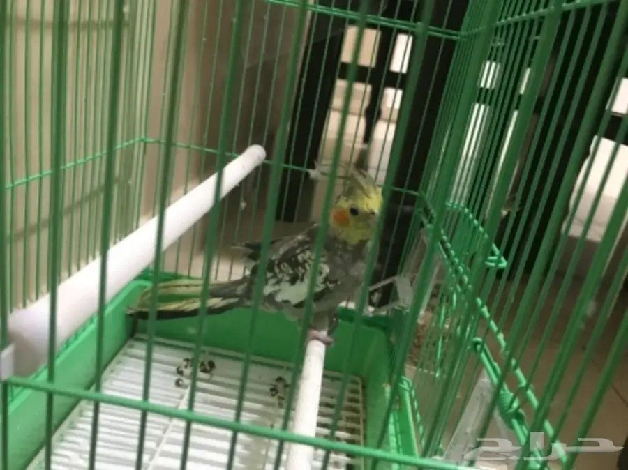 كروان العمر اربع أشهر 