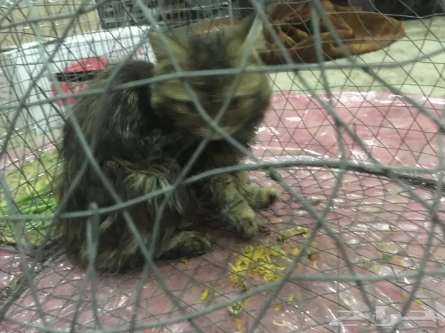 قطوه للبيع  (image 1)