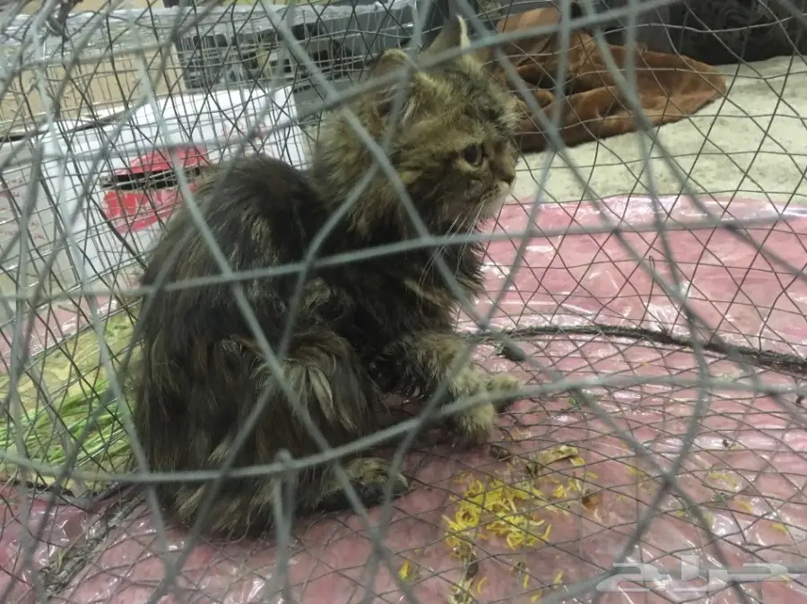 قطوه للبيع  (image 2)