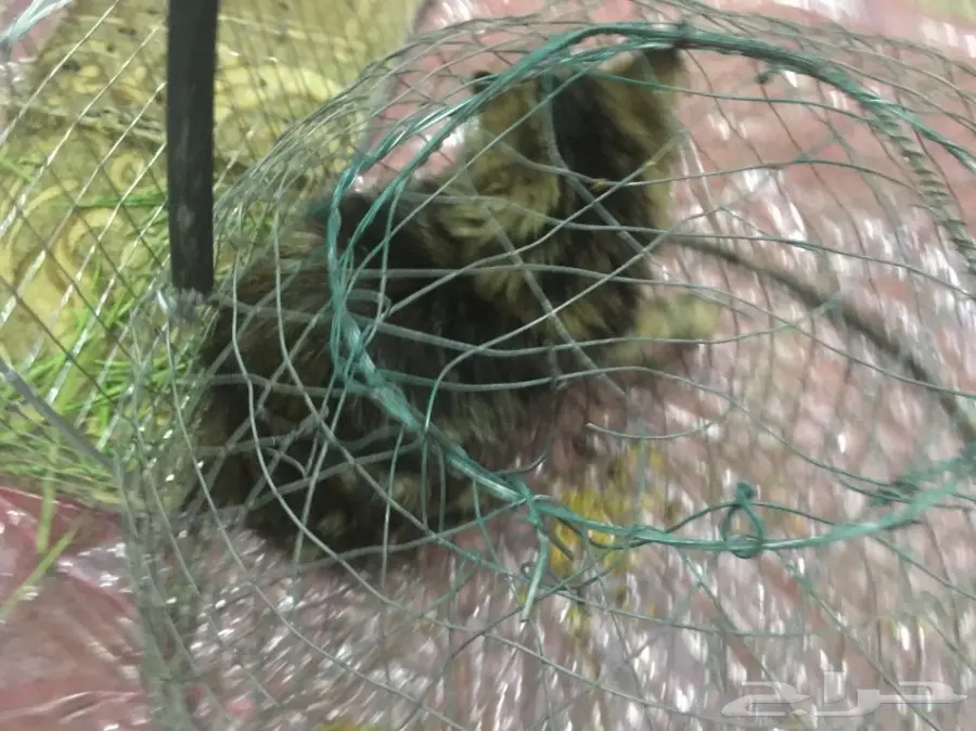 قطوه للبيع  (image 3)