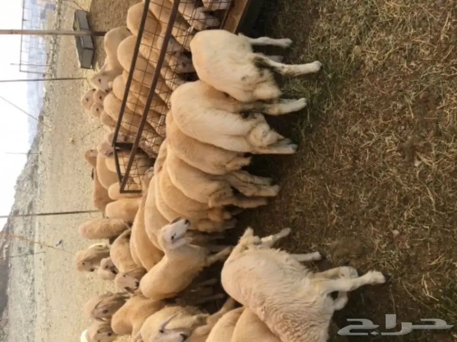 طليان ورخال رحريات للبيع