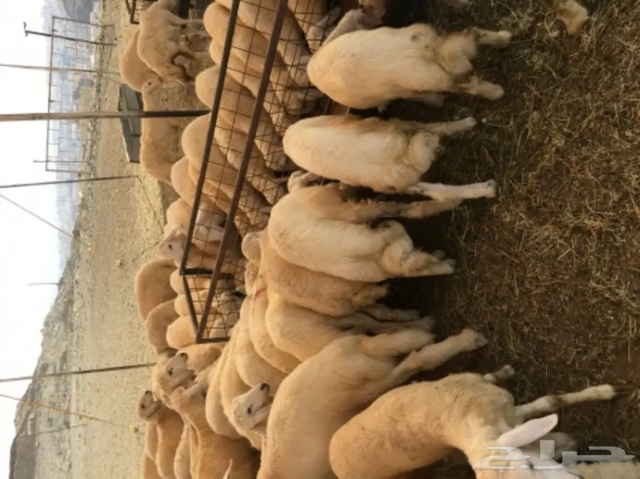 طليان ورخال رحريات للبيع (image 1)