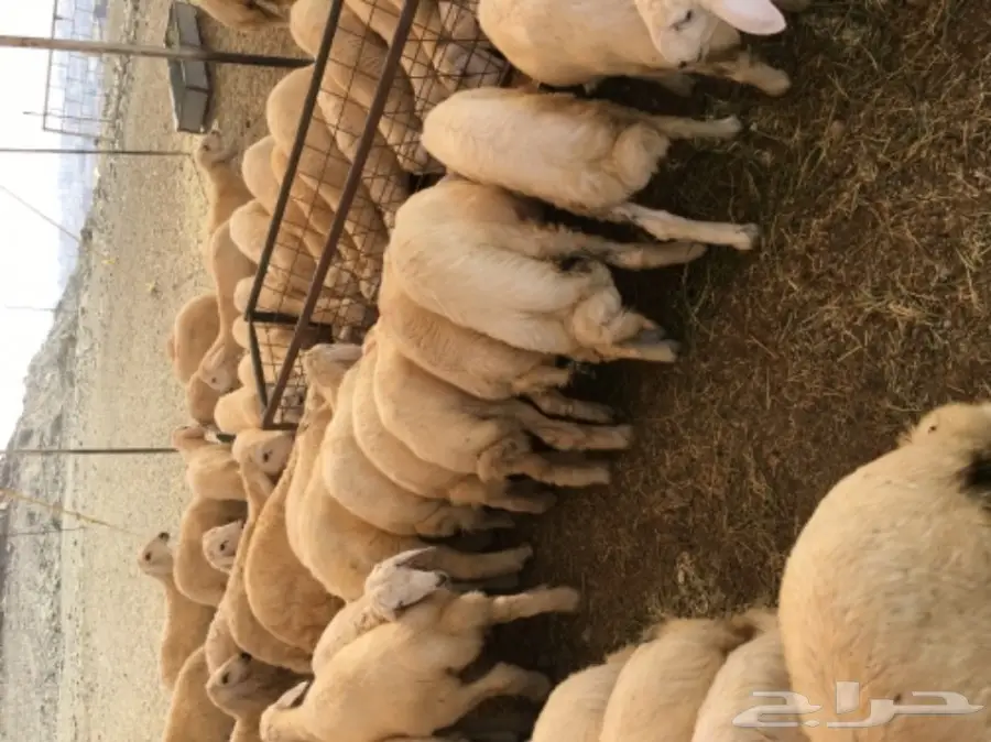 طليان ورخال رحريات للبيع (image 2)