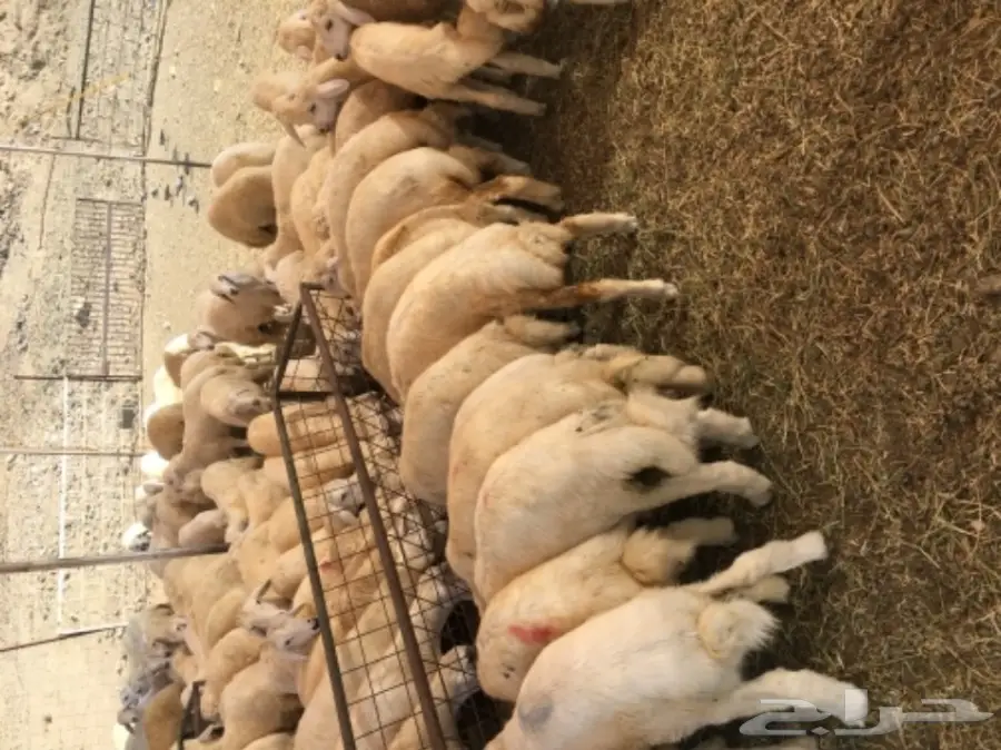 طليان ورخال رحريات للبيع (image 3)