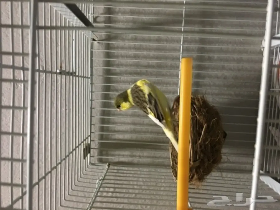 كناري تغريد ناار 