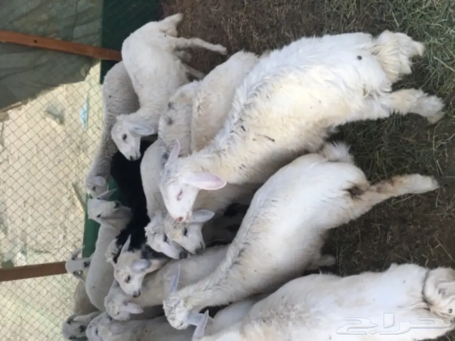 طليان حريه مع الذبح والتوصيل