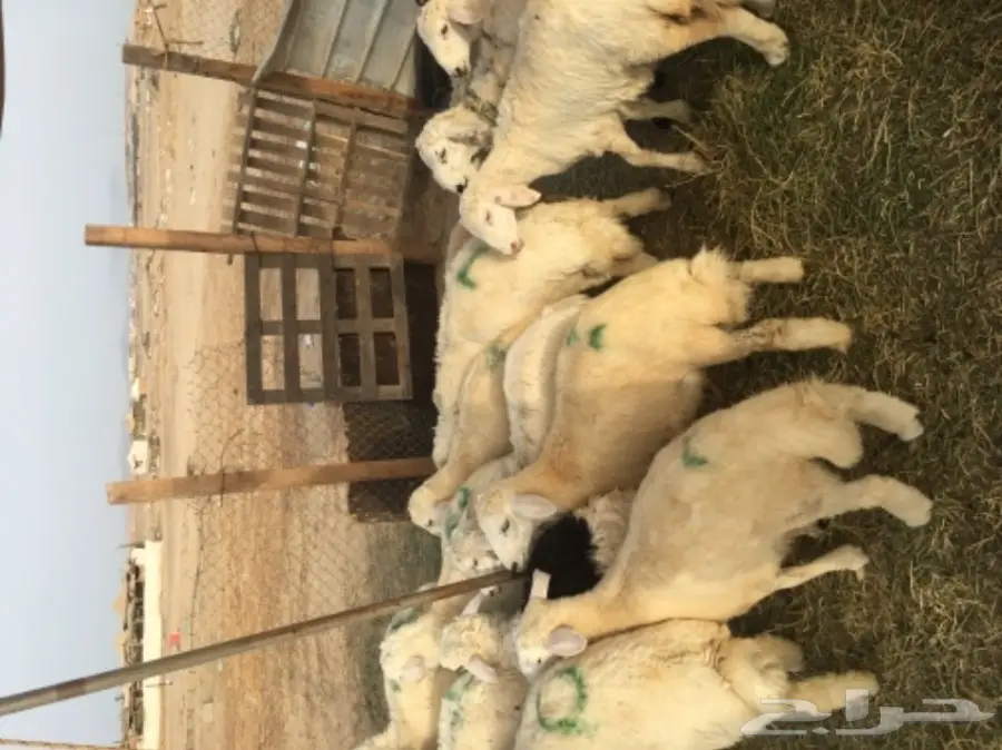 طليان حريه مع الذبح والتوصيل (image 6)