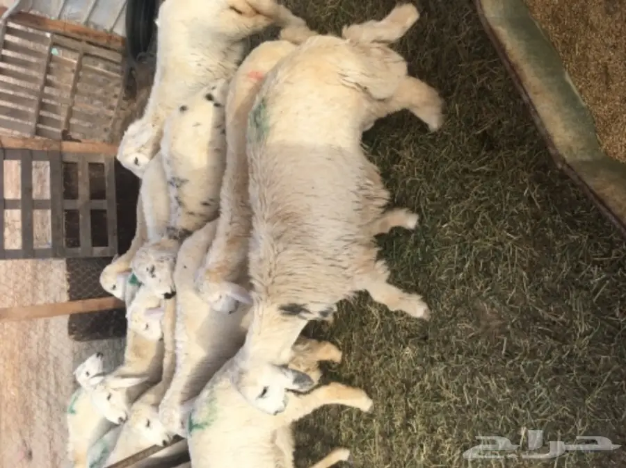 طليان حريه مع الذبح والتوصيل (image 8)