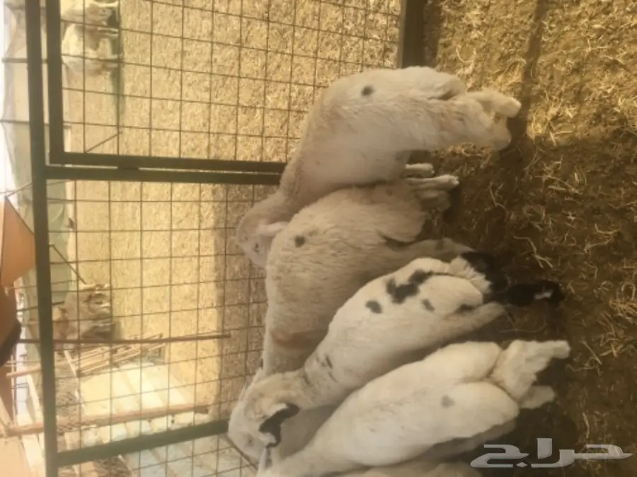 طليان حريه مع الذبح والتوصيل (image 9)