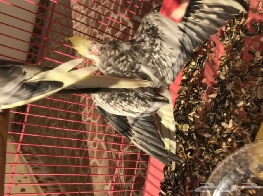 فرخين كروان للبيع لاعلى سومه