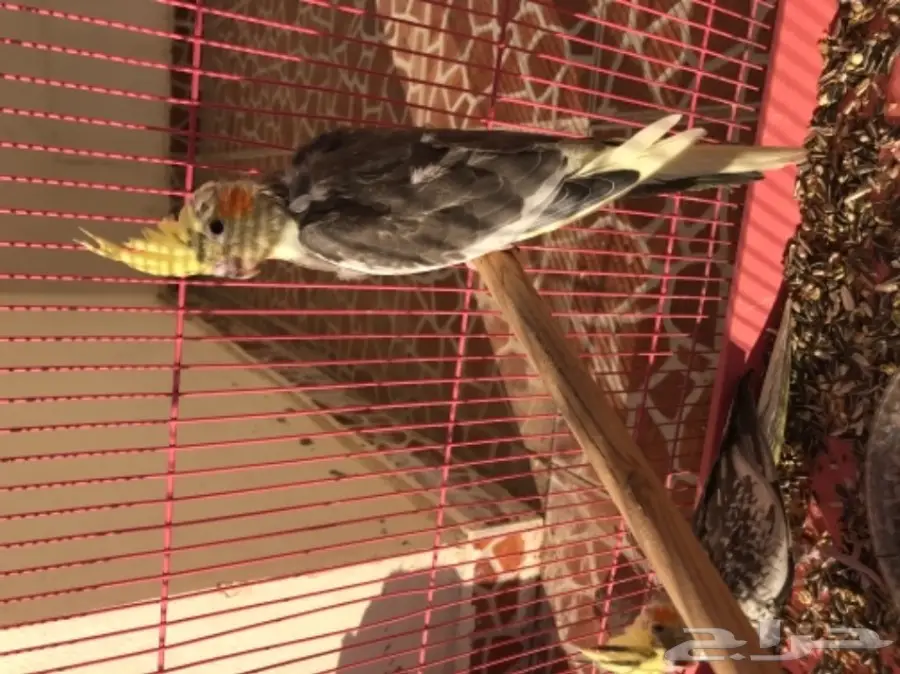 فرخين كروان للبيع لاعلى سومه (image 1)