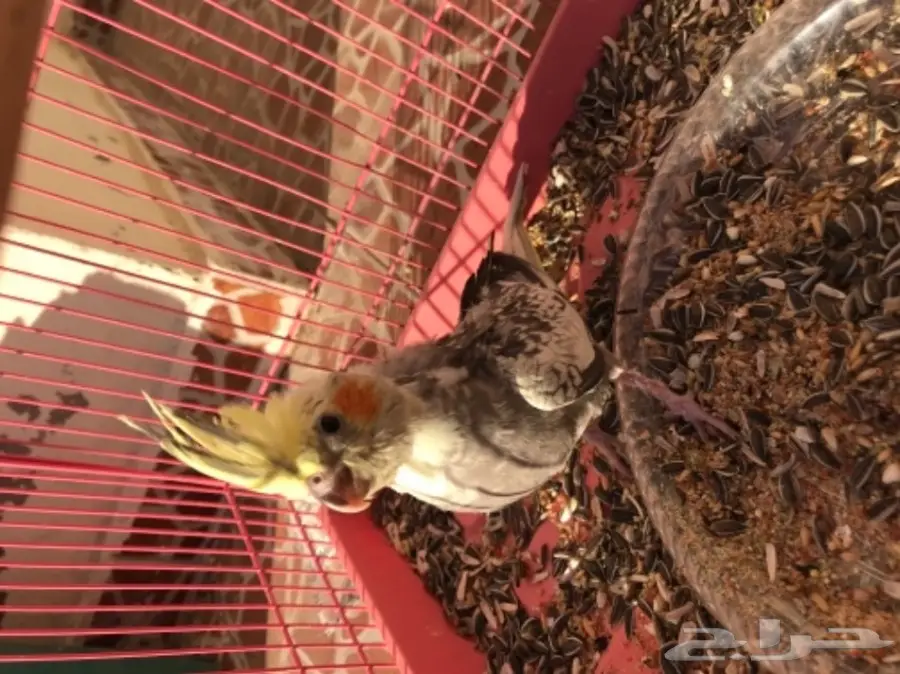 فرخين كروان للبيع لاعلى سومه (image 2)