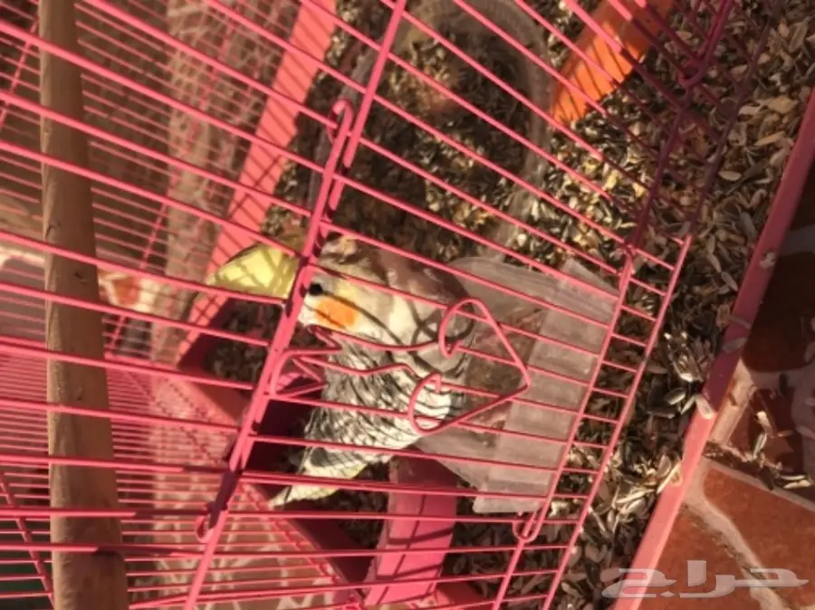 فرخين كروان للبيع لاعلى سومه (image 3)