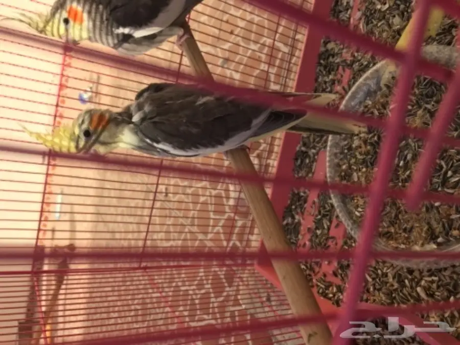 فرخين كروان للبيع لاعلى سومه (image 4)