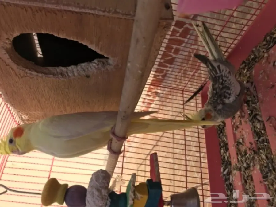 فرخين كروان للبيع لاعلى سومه (image 5)