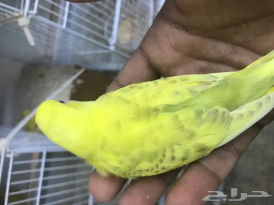 فرخ بادجي فالو ب 50