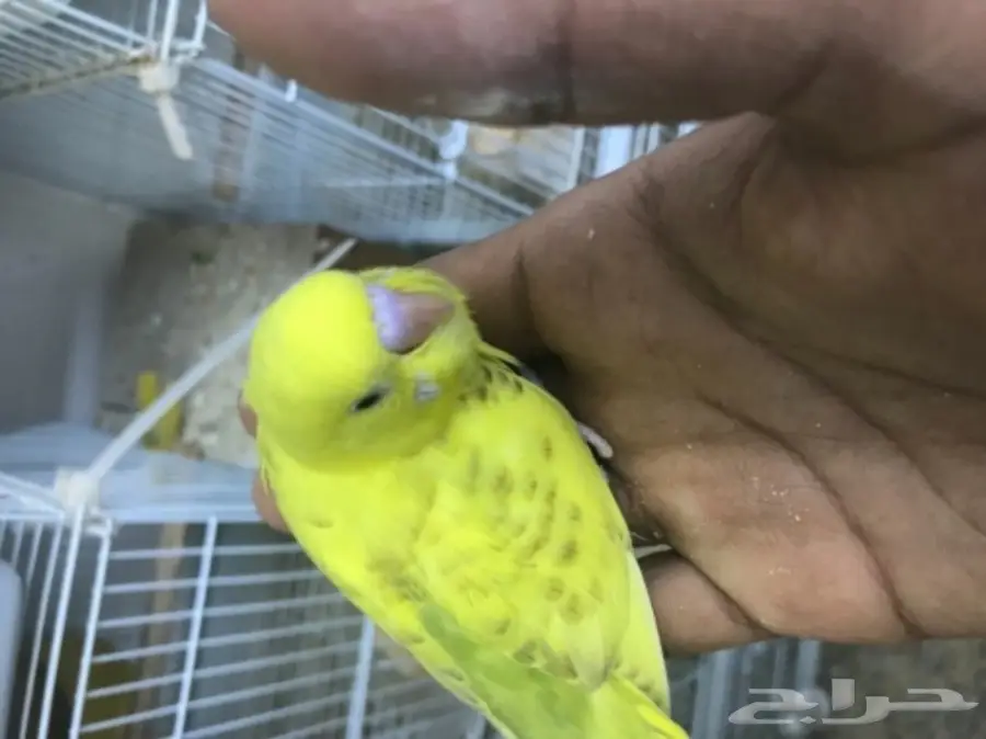 فرخ بادجي فالو ب 50 (image 1)