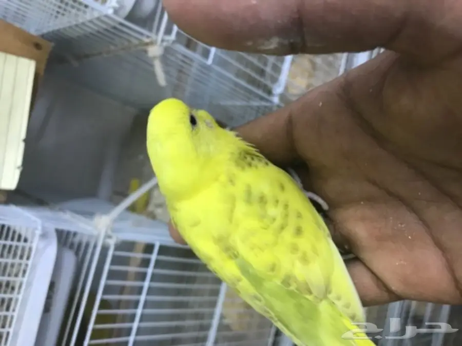 فرخ بادجي فالو ب 50 (image 2)