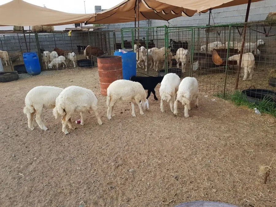رخال 4 شهور جمله وتفريد ذبح وتوصيل (image 2)