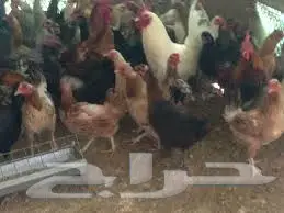 دجاج بلدي بياض