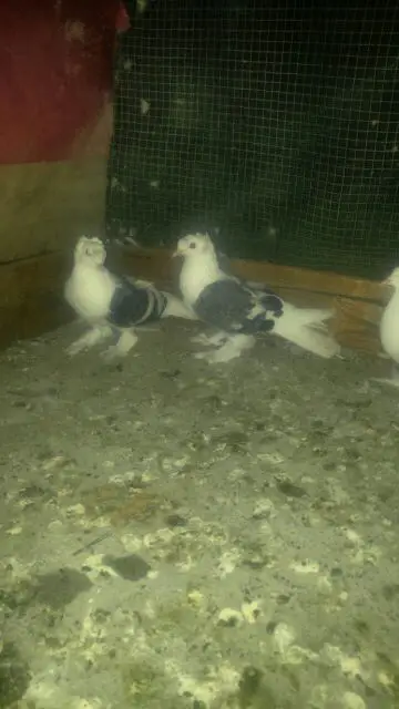 للبيع سأسكون شيلدا 9 اجوازمنتجه مكتفات (image 12)