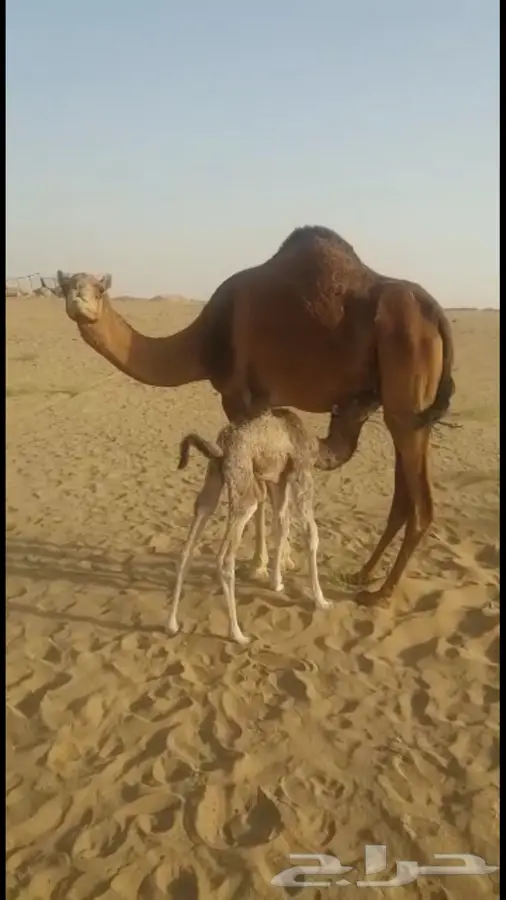 خلفتين ابل حمر (image 1)