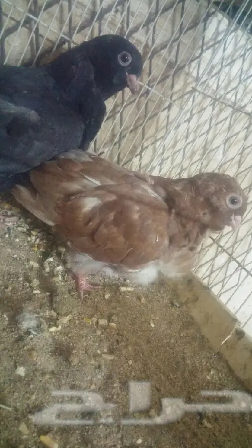 زوج كشكي مع طباته (image 2)