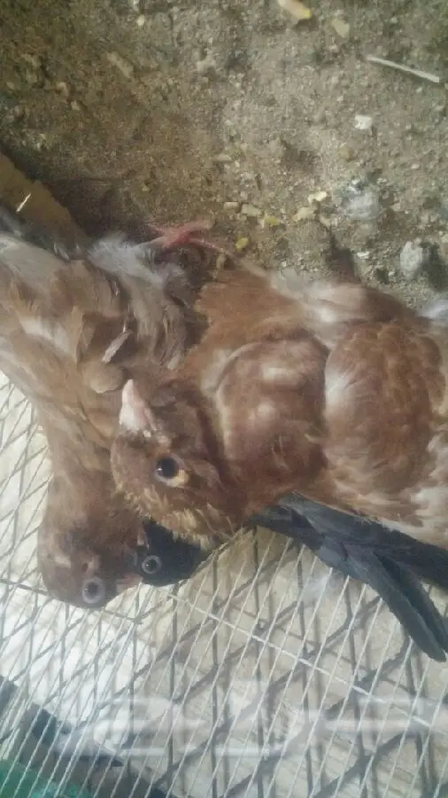 زوج كشكي مع طباته (image 1)