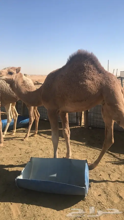 للبيع .. حاشي - قعود قصب طيب (image 1)