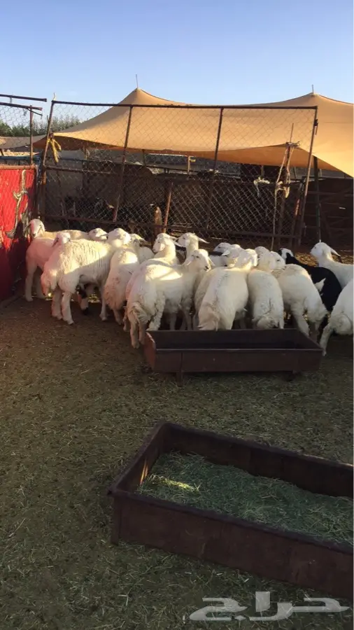 طليان للبيع فف بادية الشلالحه  (image 1)