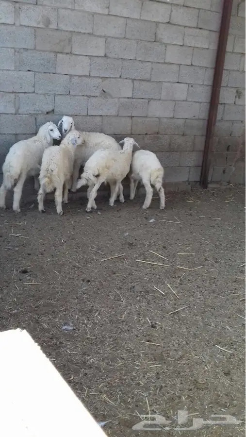 مكه وادي ملكان (image 1)