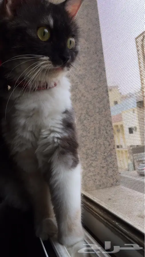 للتبني (image 1)